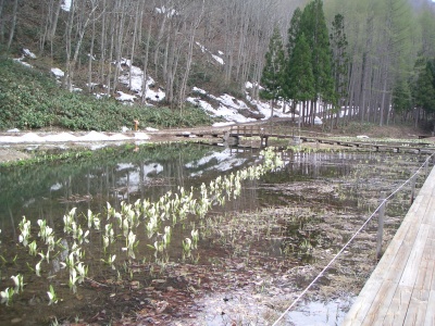 Bashou